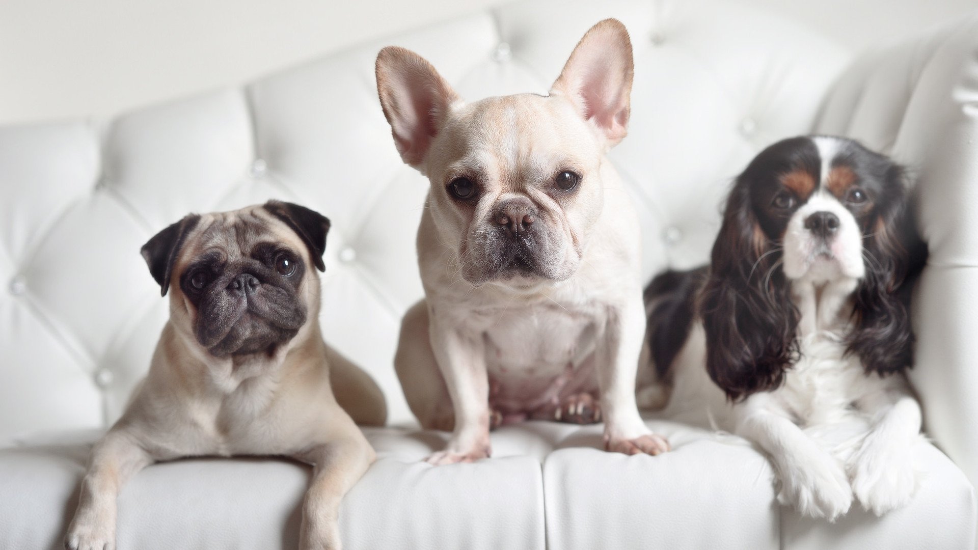 体育新闻中心深化体育语音解说数据集合作研发，体育解说播读技巧