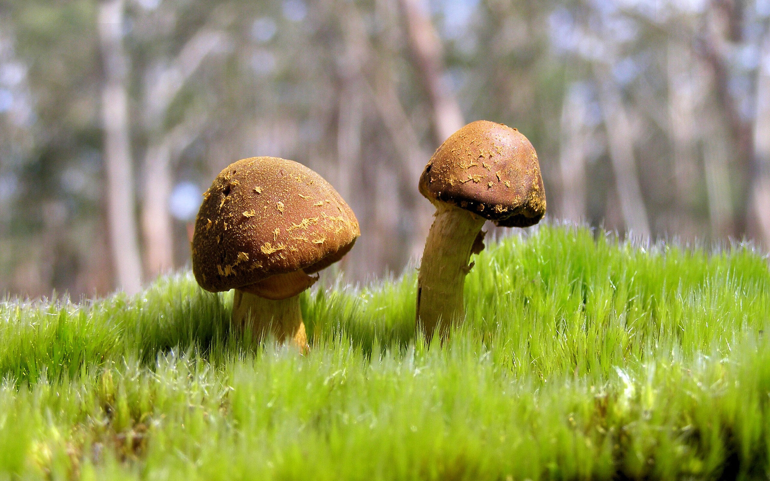 国家队在亚冠联赛中爆冷 低谷背后藏着希望，亚冠联赛国安