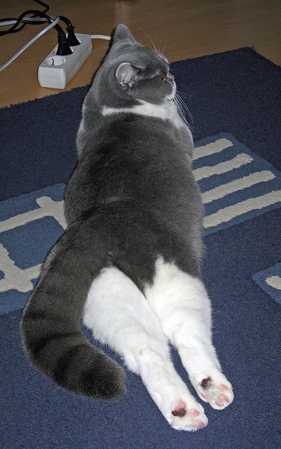 德国队在2024年乒乓世界杯赛场上的精湛技巧，2020德国世乒赛结果