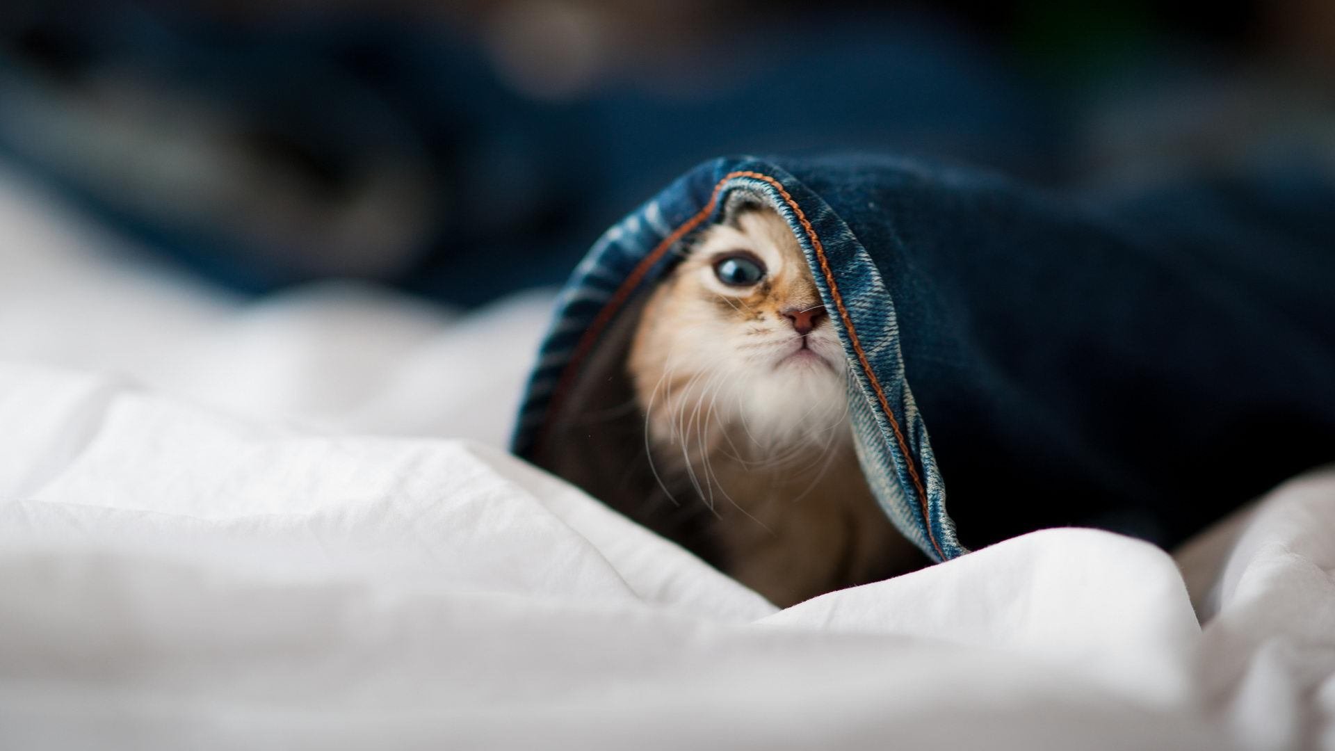 世界杯逆境突围:永不言弃的足球精神,世界杯惊天逆转