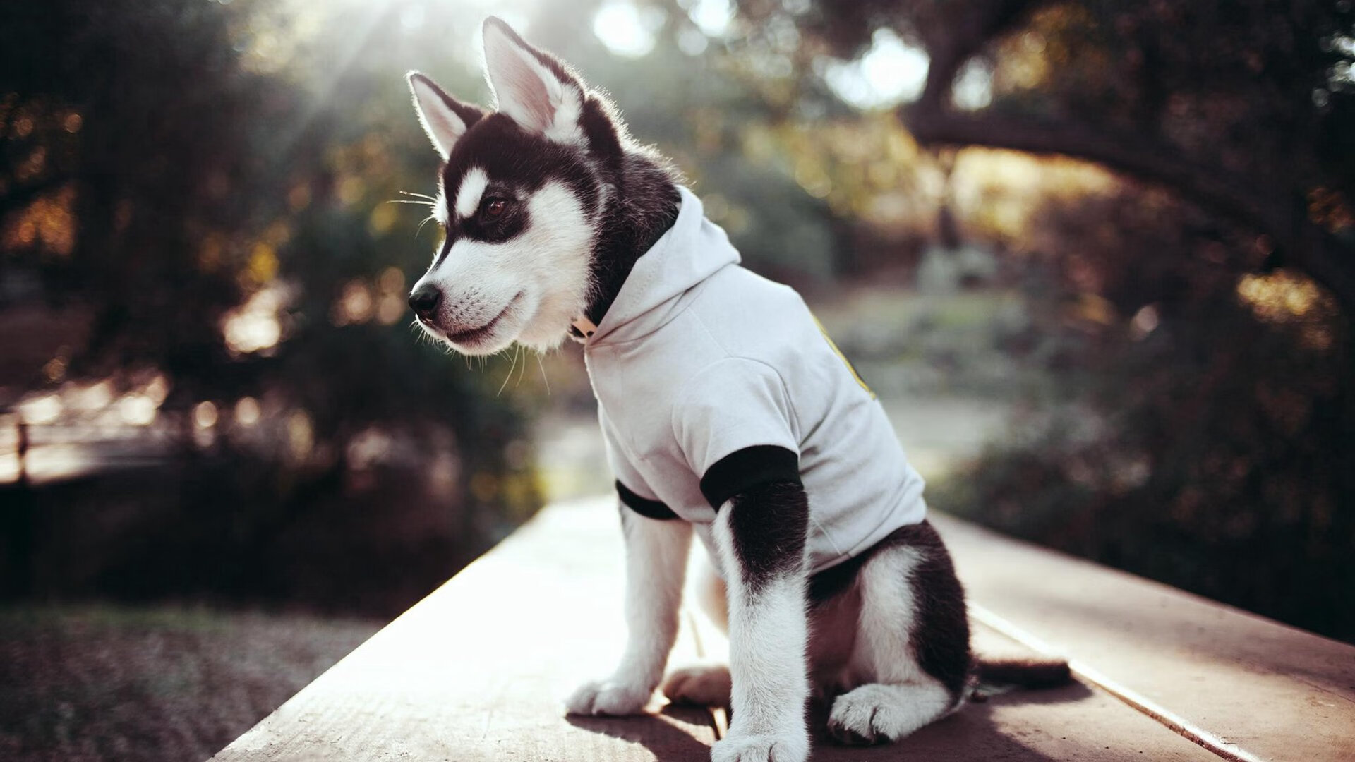 爱游戏官方-奥卡拉汉女子100米自由泳决赛亮点纷呈，奥运女子100米自由泳决赛