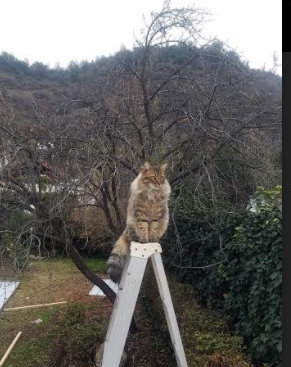 奇才关键失误葬送好局主帅表示遗憾,奇才是谁