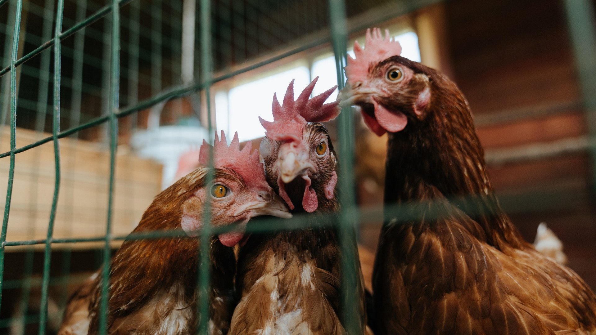 水球小组赛摩纳哥表现顽强