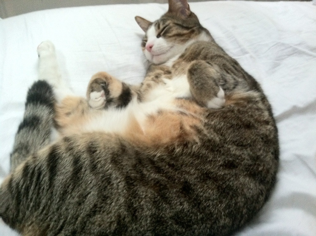 澳大利亚男子橄榄球队战术创新大获好评，澳大利亚橄榄球比分